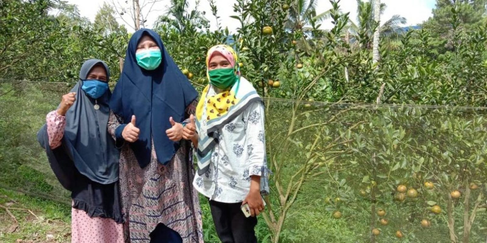 Stabilisasi Harga Buah Jeruk di Gunung Omeh Menjadi Contoh Tantangan Pemerintah Untuk Kesejahteraan Petani di Daerah